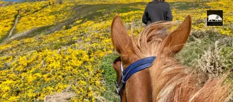 Club hippique (Plouhinec & Plovan)