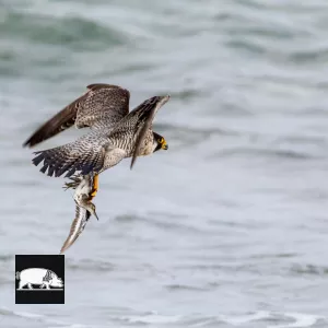 oiseau de bord de mer